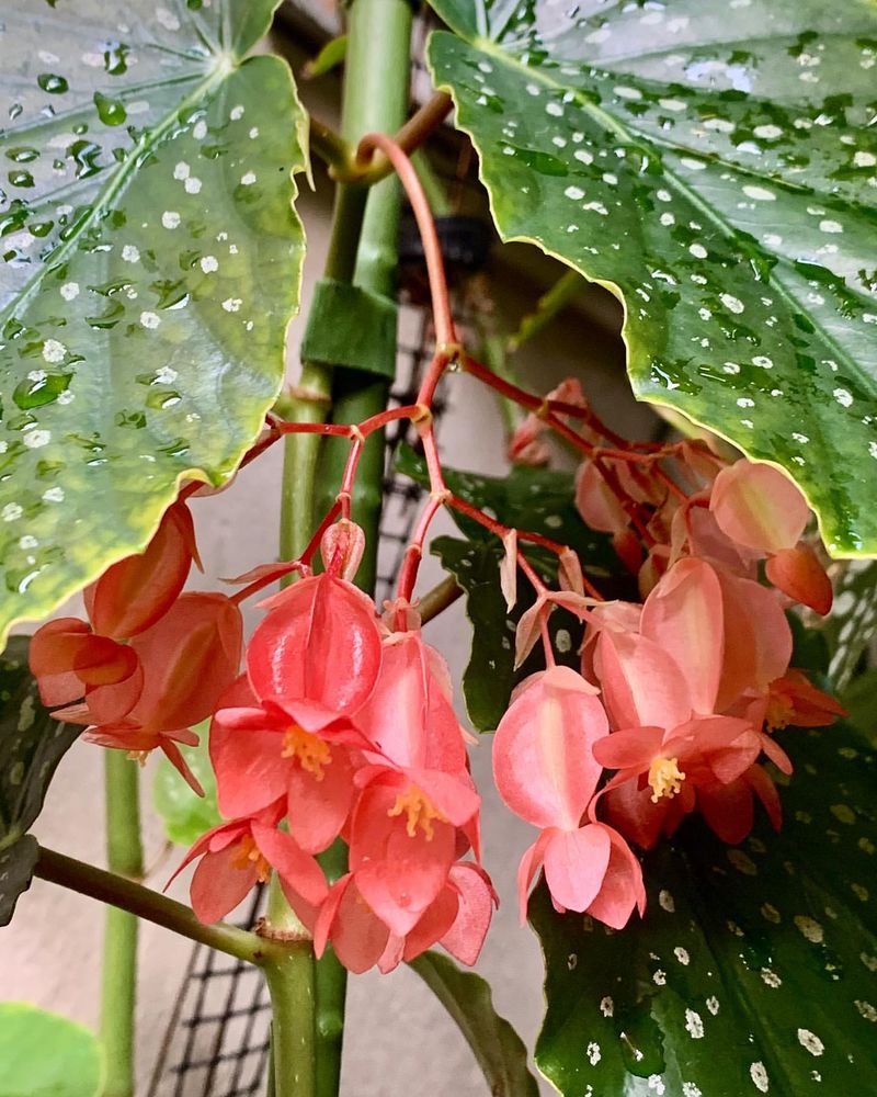 Begonia