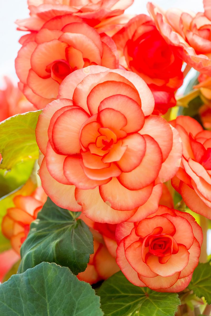 Begonia