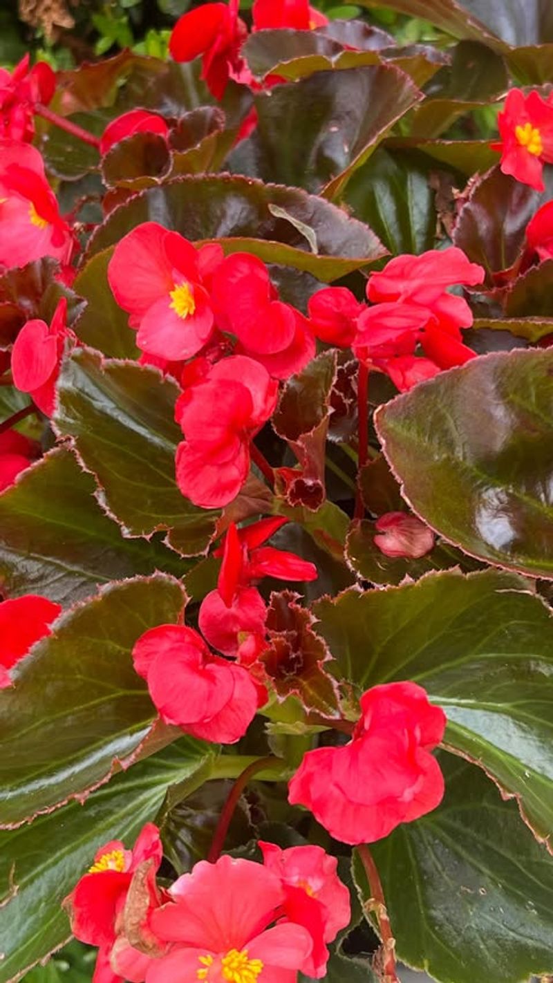 Begonia