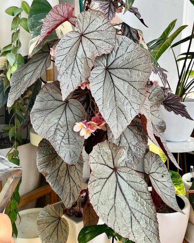 Begonia