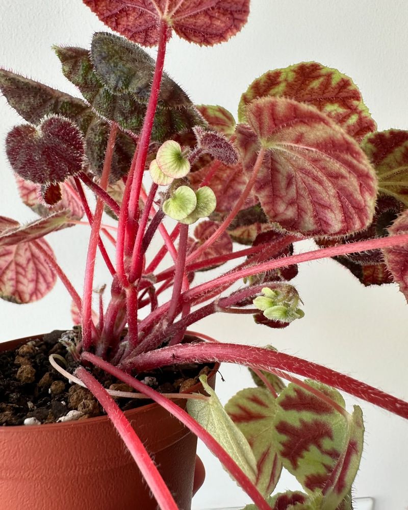 Begonia