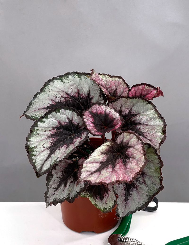 Begonia