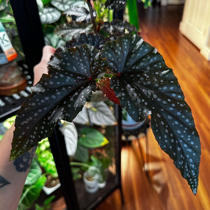 Begonia