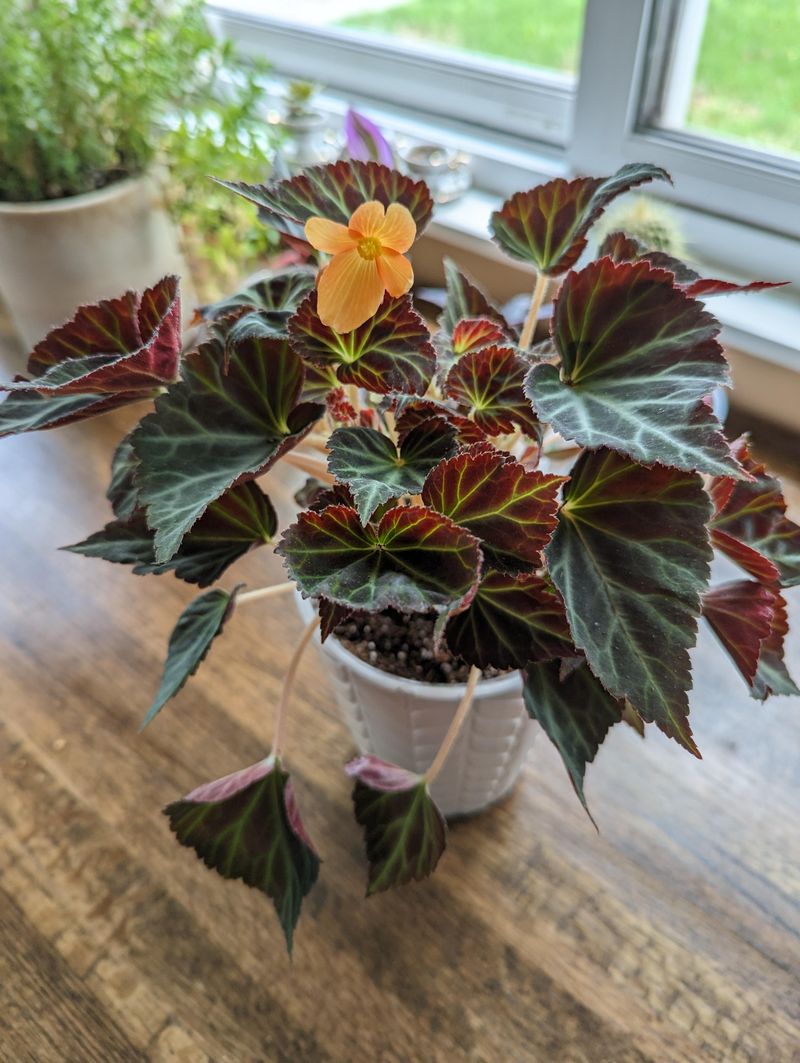 Begonia