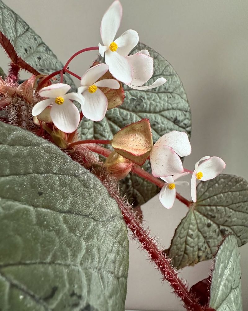 Begonia