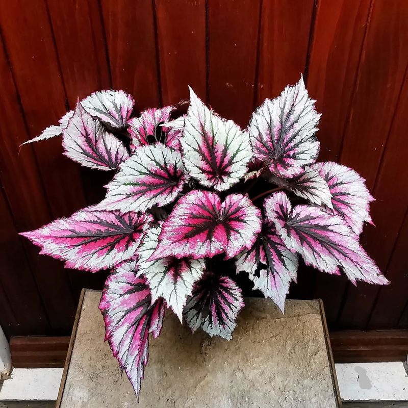 Begonia Rex