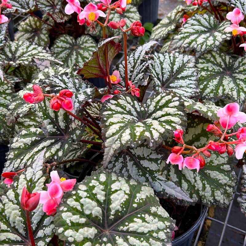 Begonias