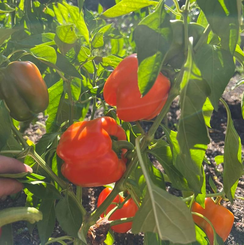 Bell Peppers