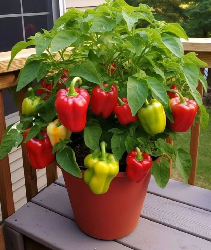 Bell Peppers