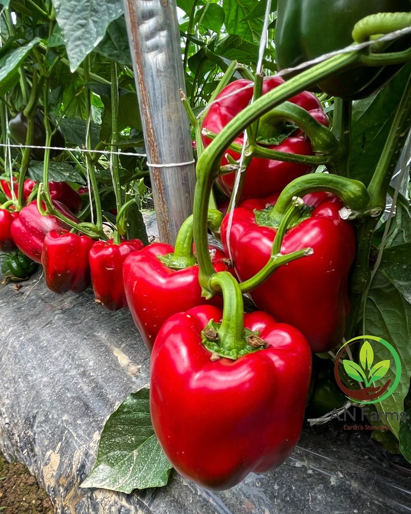 Bell Peppers