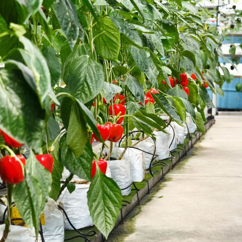 Bell Peppers