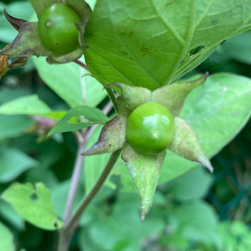 Belladonna (Deadly Nightshade)