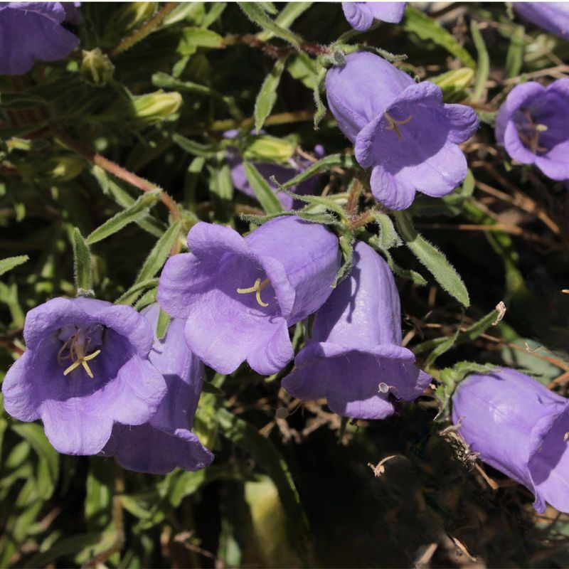 Bellflower (Campanula)