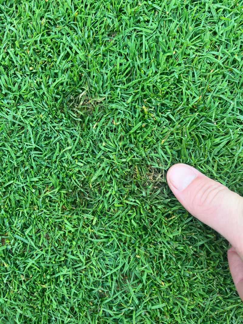 Bentgrass