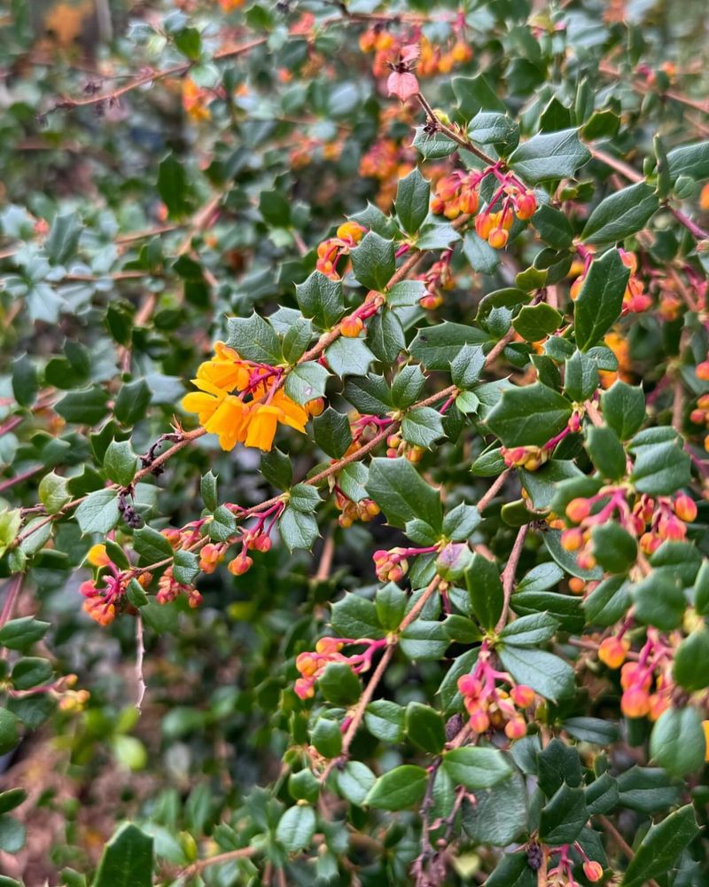 Berberis