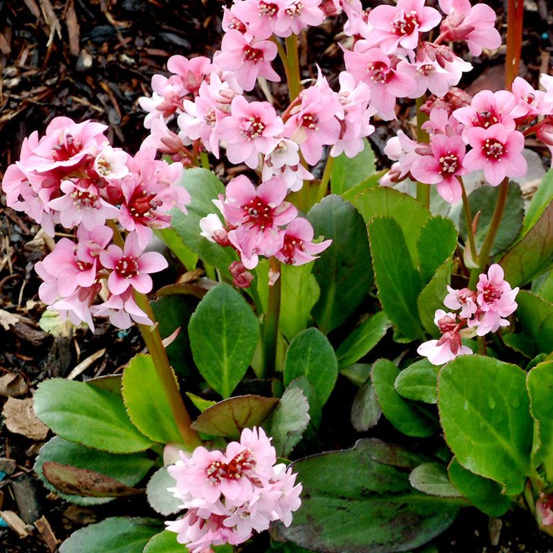 Bergenia