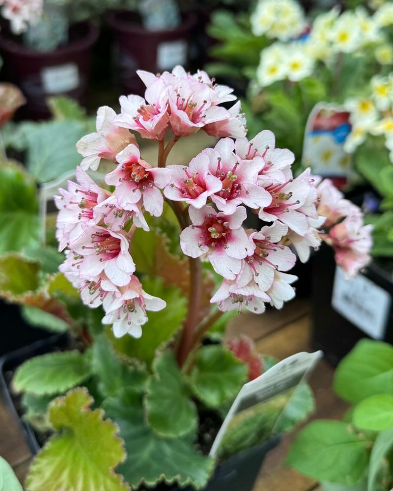 Bergenia