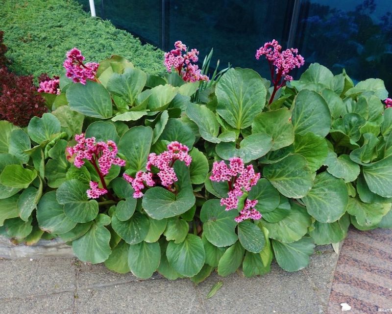 Bergenia