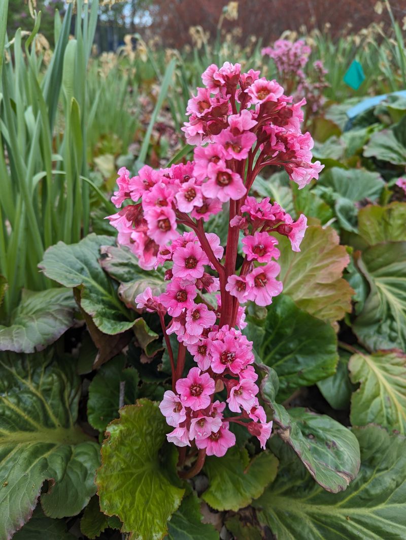 Bergenia