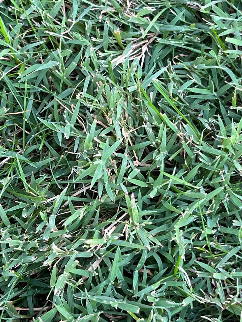 Bermudagrass