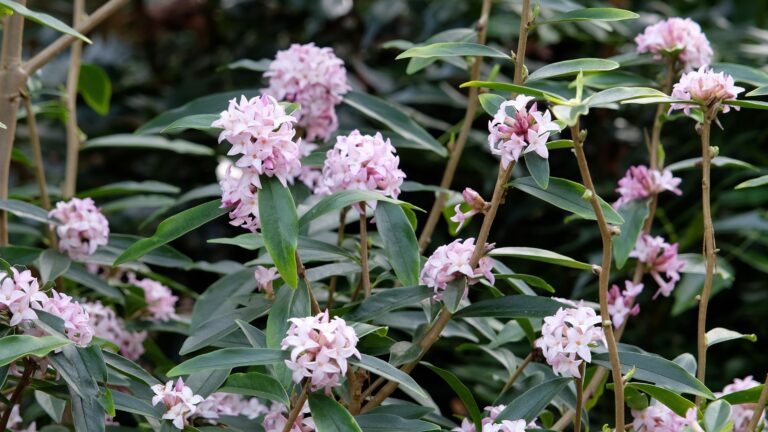 Lilac pink Daphne bholua 'Spring Beauty' in flower.