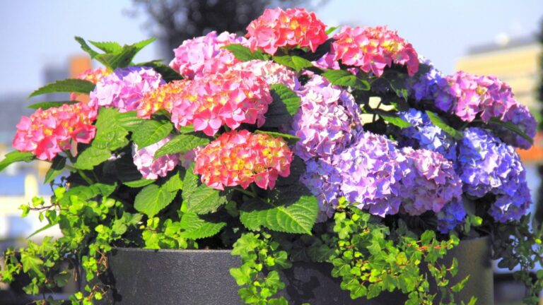 Best Shrubs For Pots – 32 Top Picks For Beautiful Blooms And Foliage, Recommended By Gardening Experts