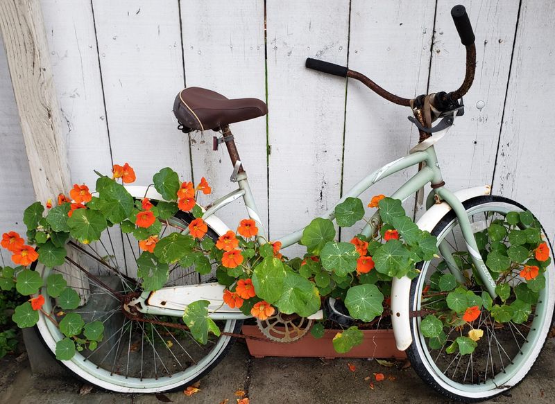 Bicycle Basket Trellis