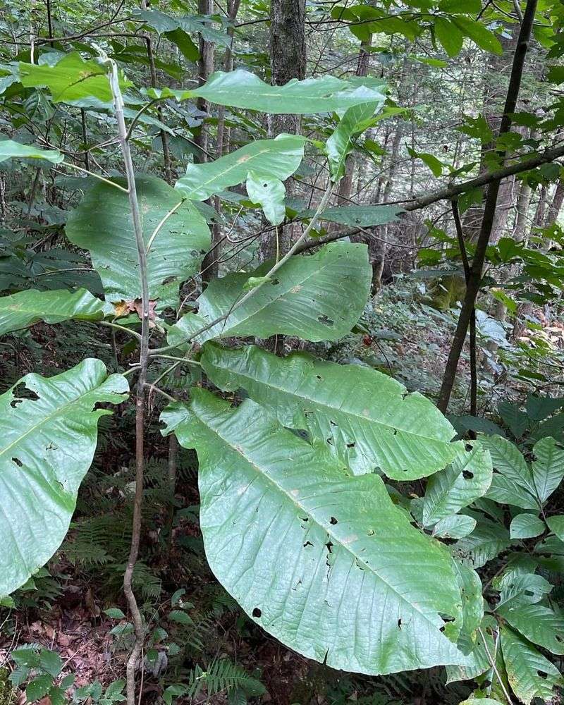 Bigleaf Magnolia