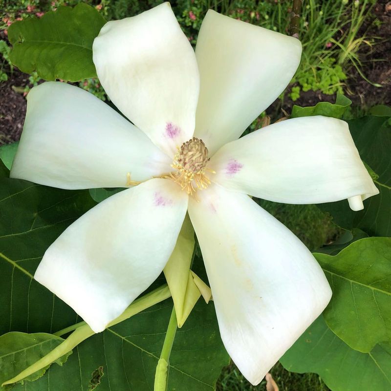 Bigleaf Magnolia