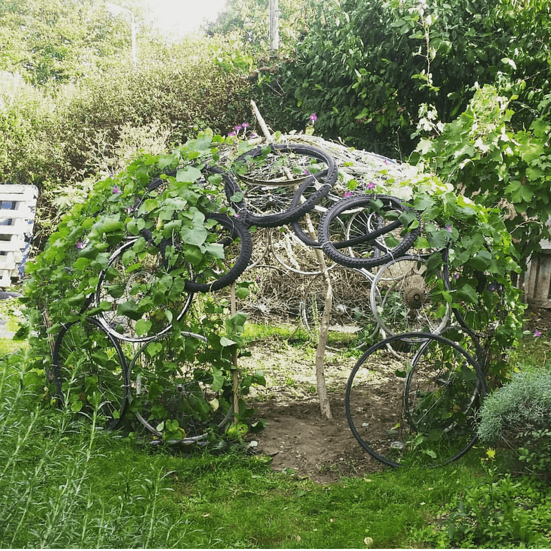 Bike Wheel Greenhouse