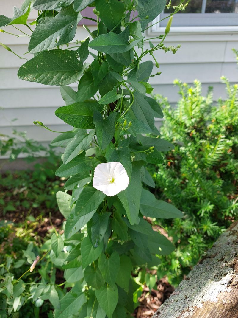 Bindweed