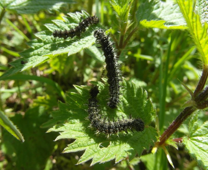 Biodiversity Boost