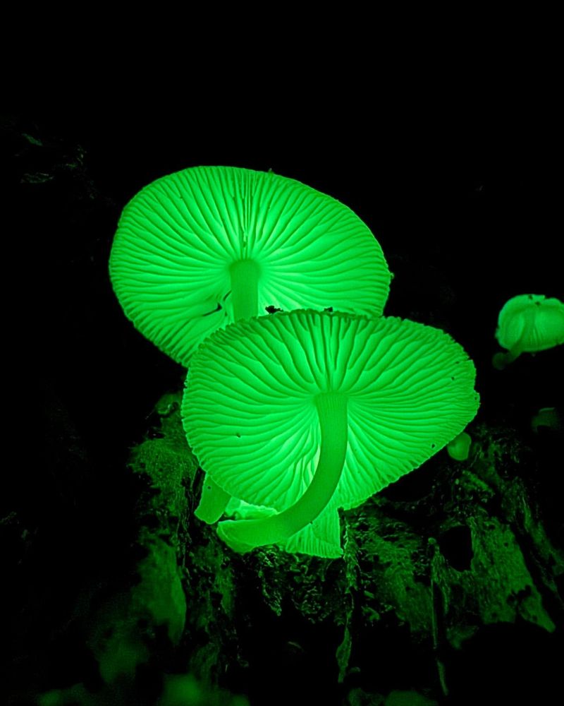 Bioluminescent Mushroom