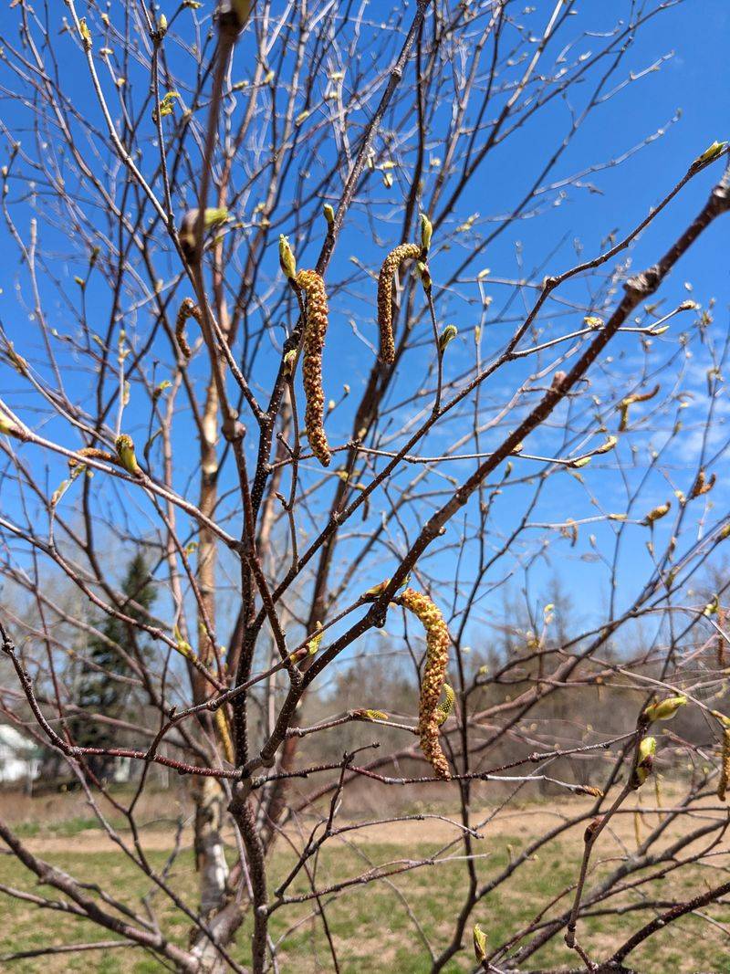 Birch Tree