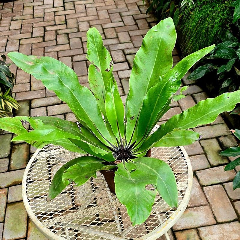 Bird's Nest Fern