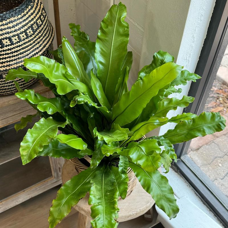 Bird's Nest Fern