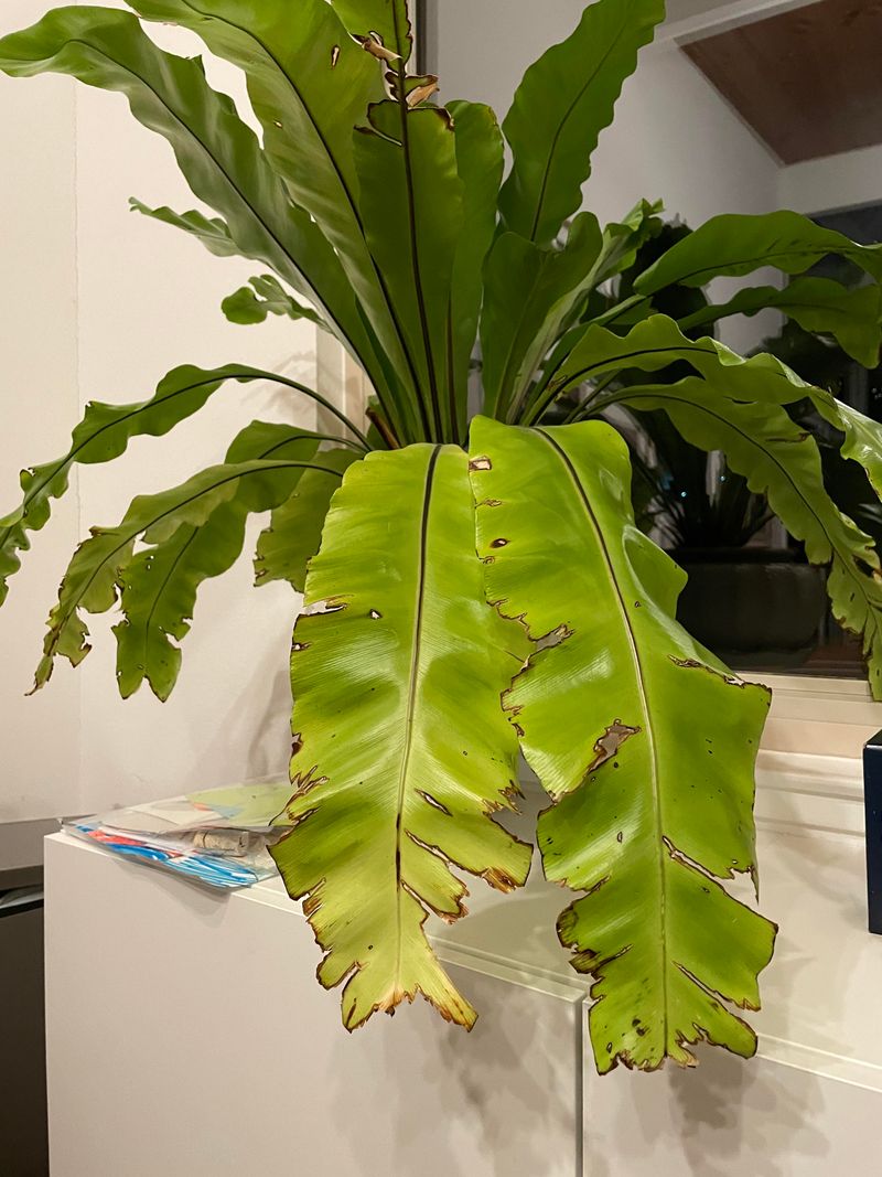 Bird's Nest Fern