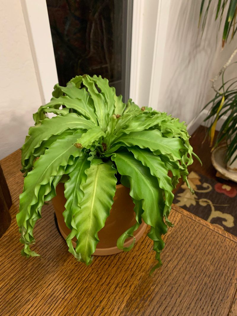 Bird's Nest Fern