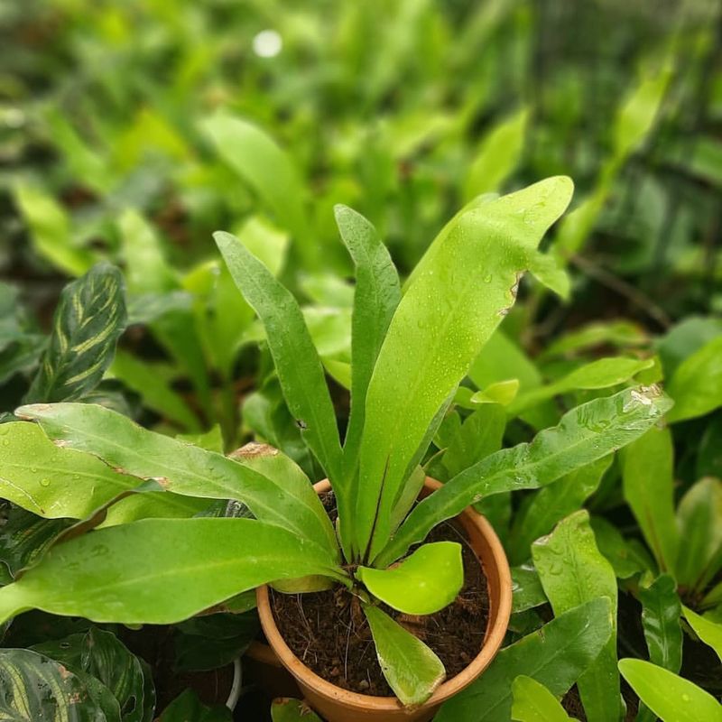 Bird's Nest Fern