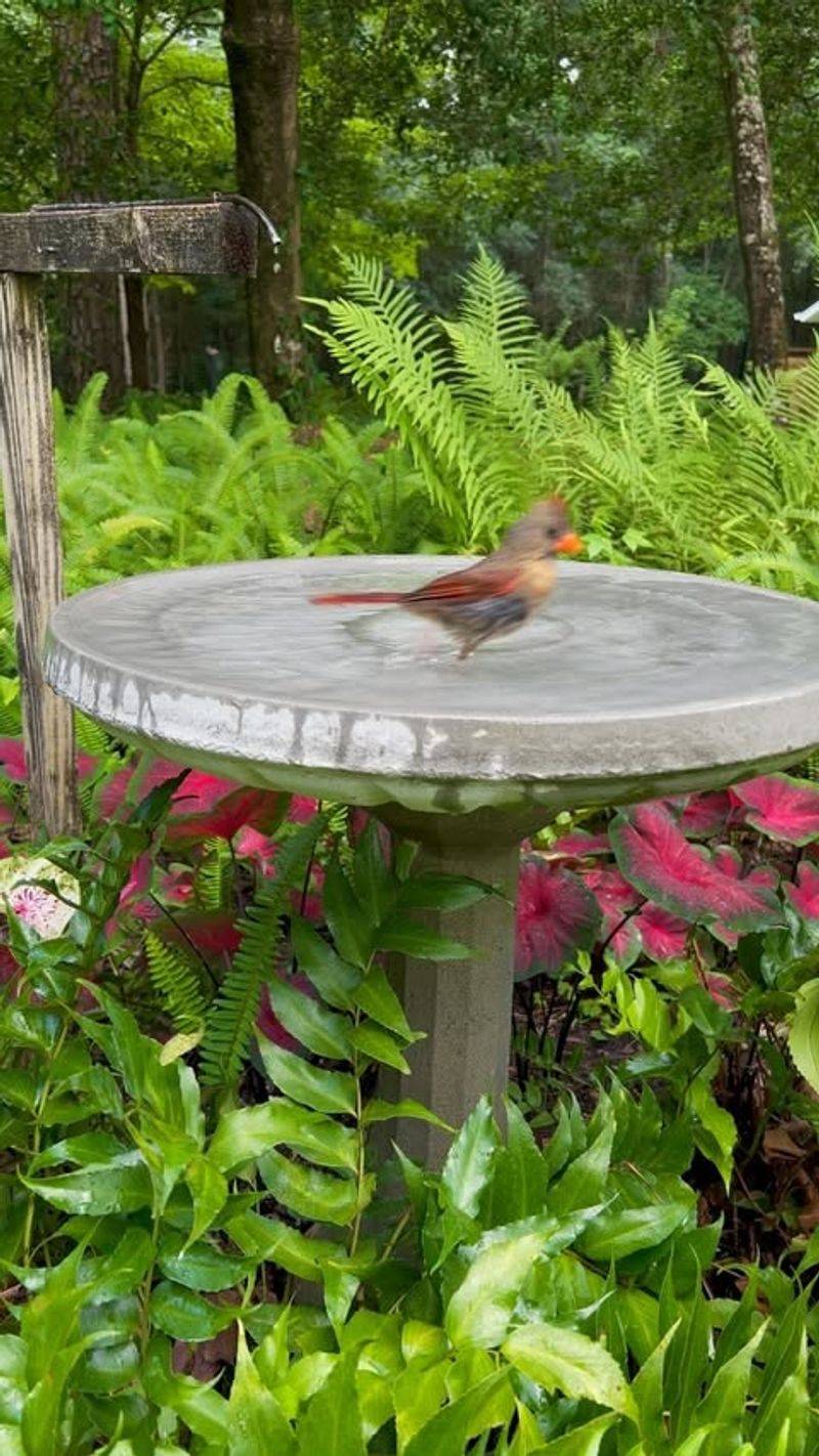 Bird Baths