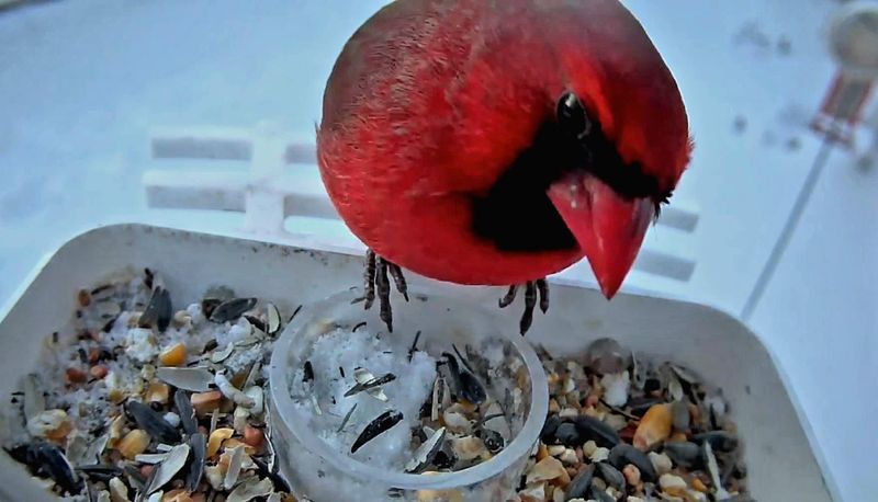 Bird Feeder Camera