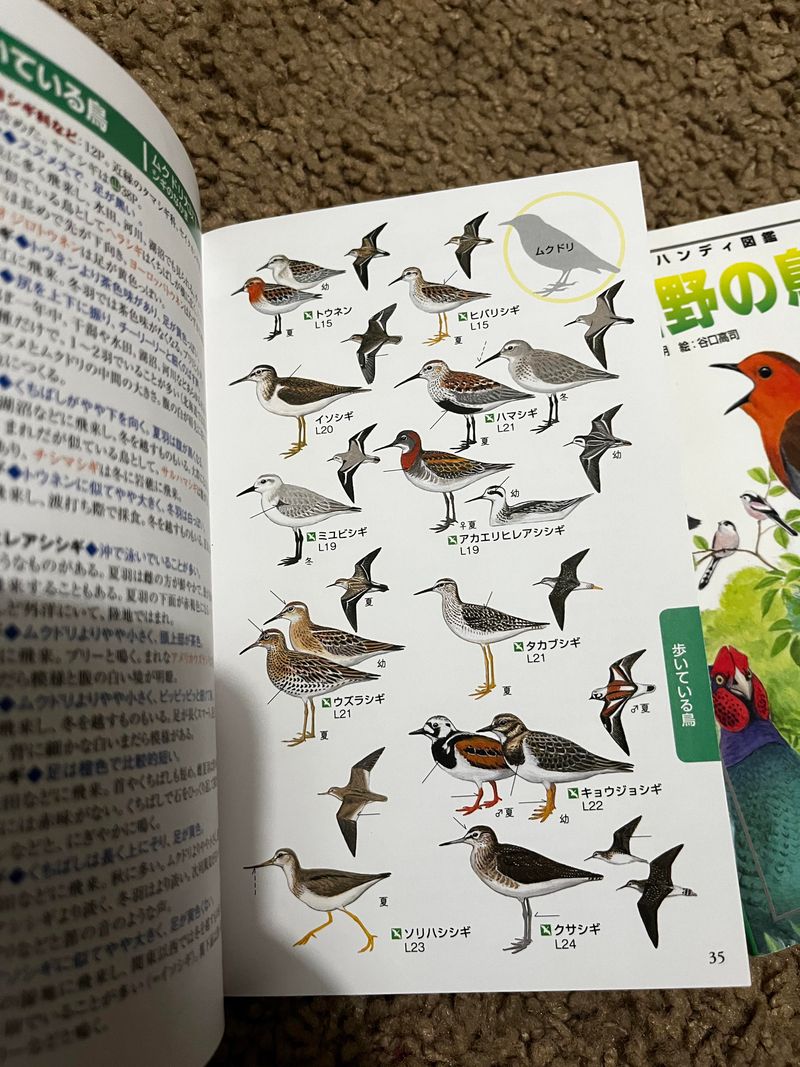 Bird Identification Book