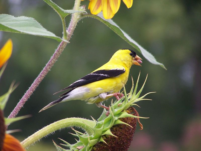 Bird Magnet