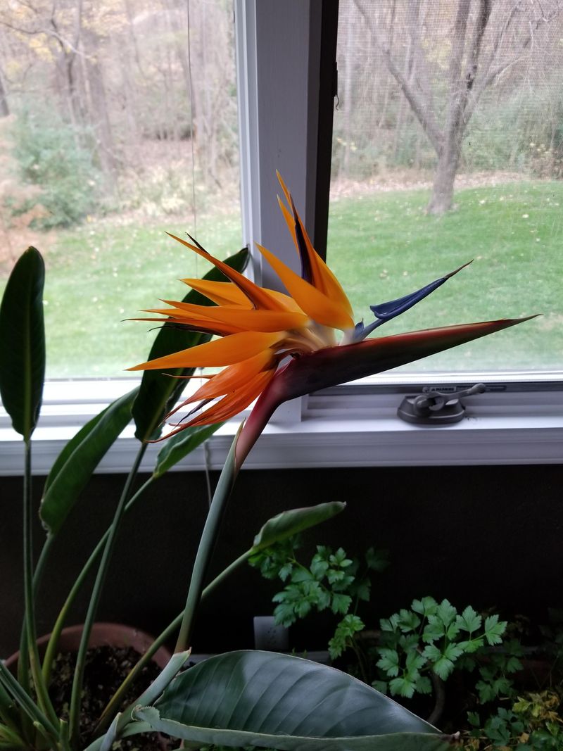 Bird of Paradise