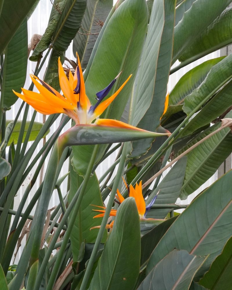 Bird of Paradise