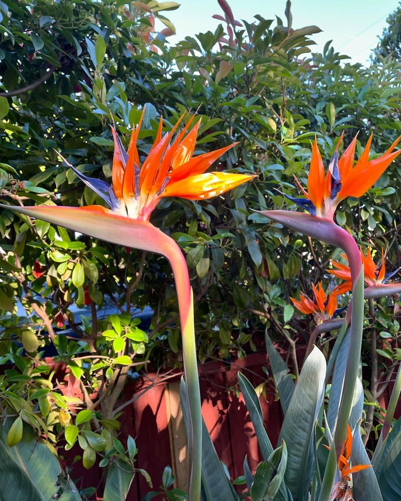 Bird of Paradise