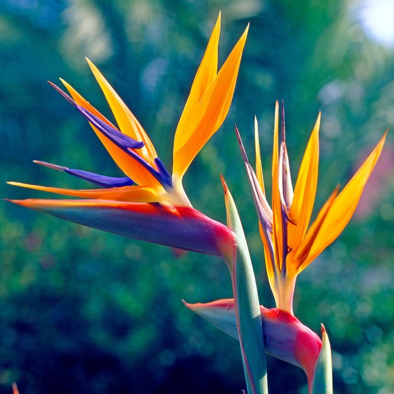 Bird of Paradise