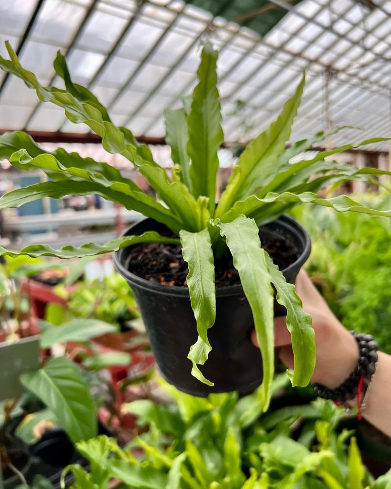 Bird's Nest Fern (Asplenium nidus)