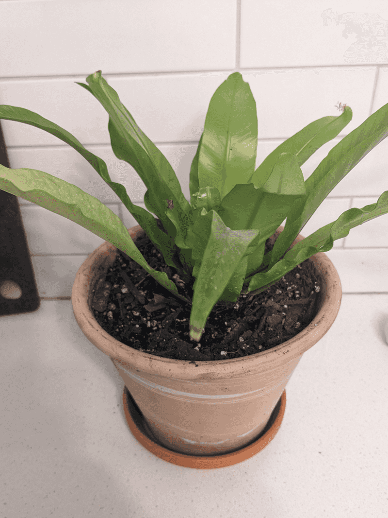 Bird's Nest Fern