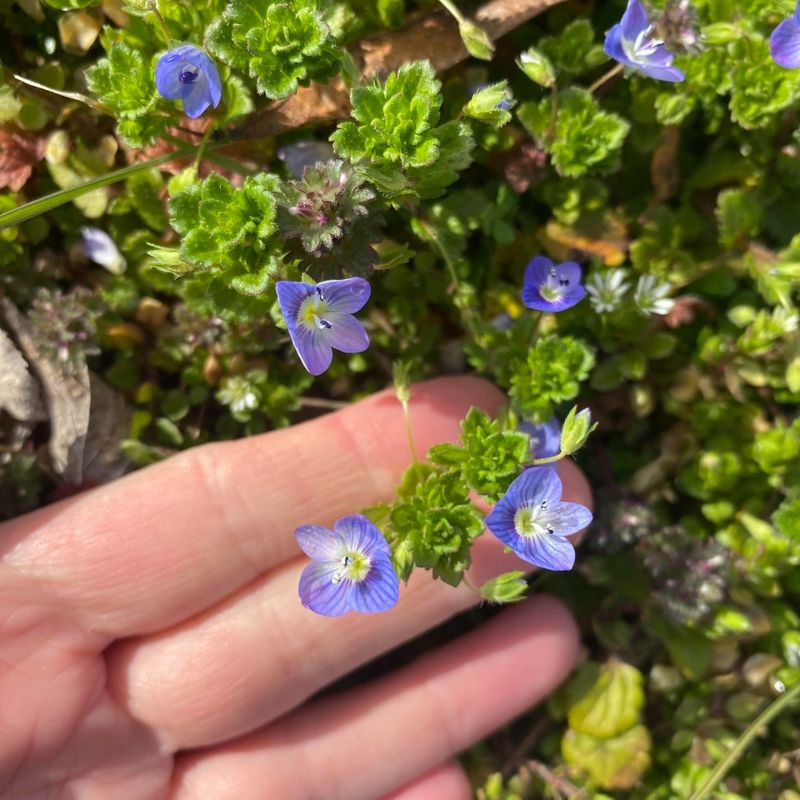 Bird’s Eye Speedwell